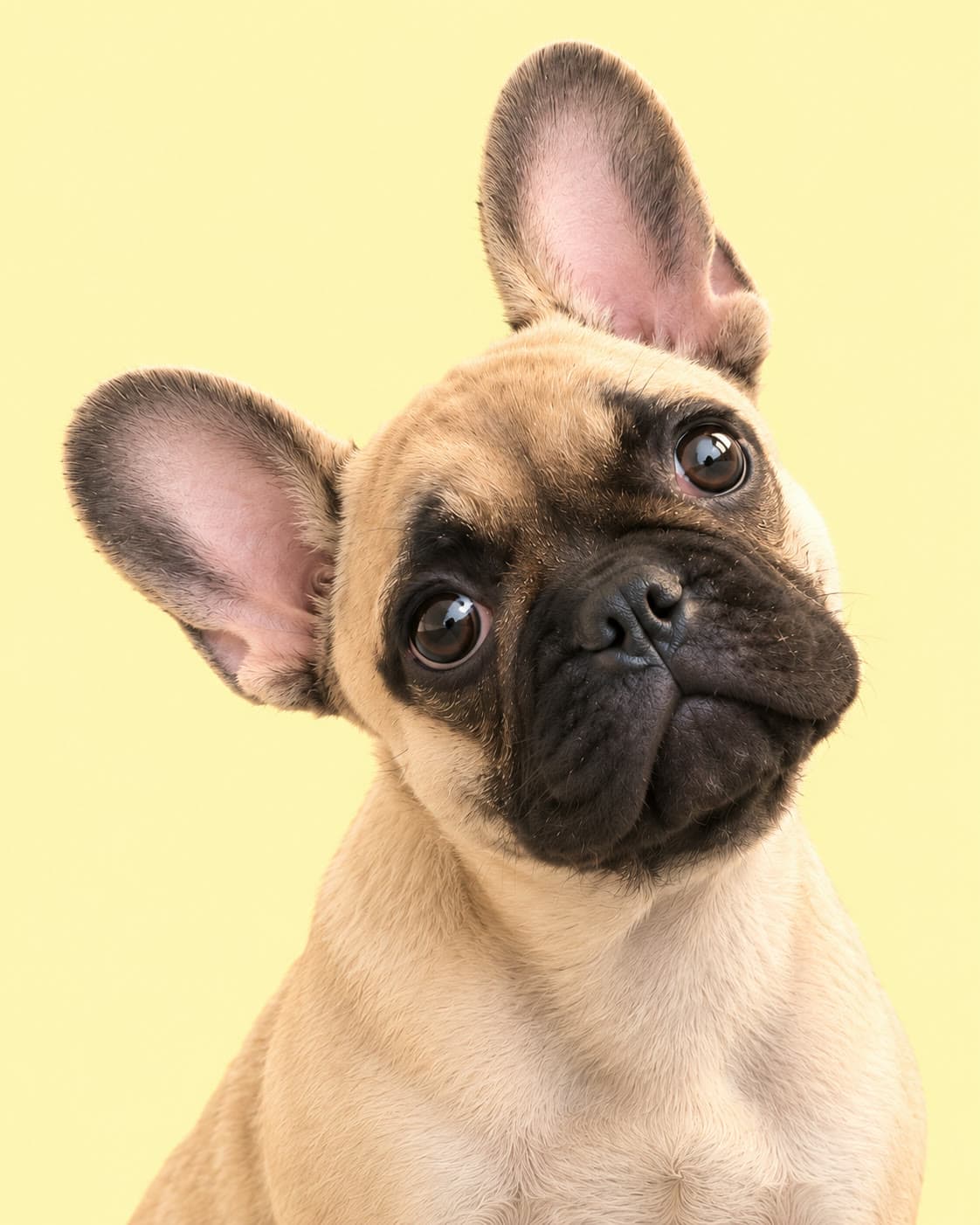 Coco, a fawn French Bulldog, with her head tilted to one side and ears up