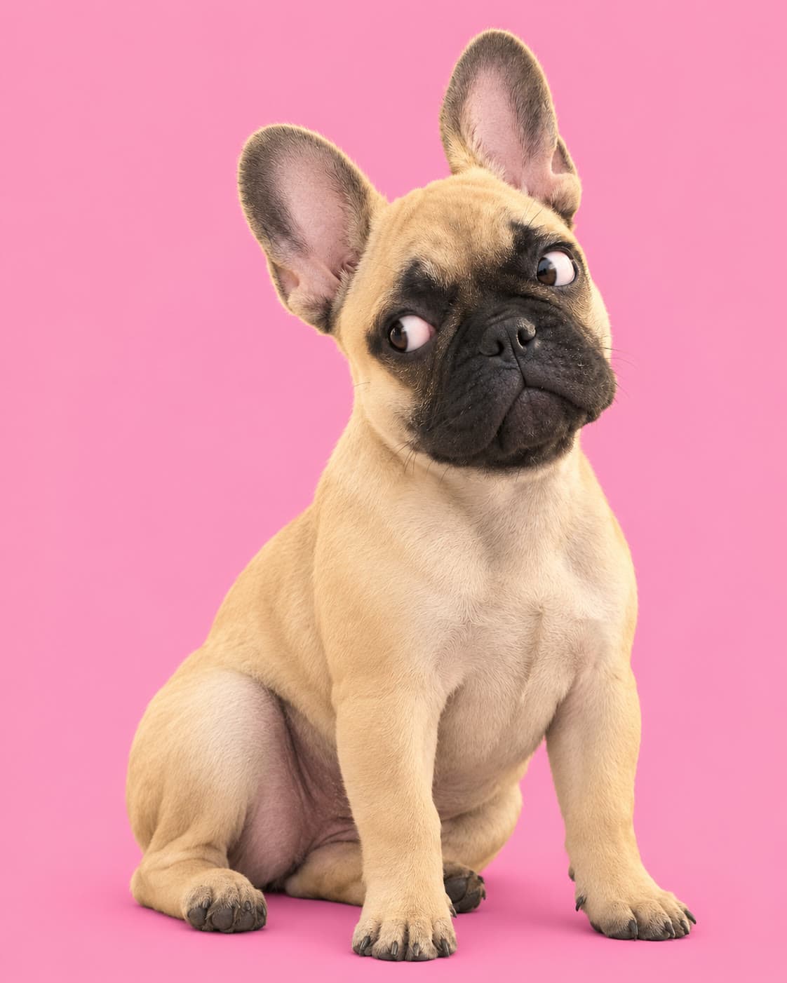 Coco, a fawn French Bulldog, turning her head away while keeping her eyes on the camera, with the whites of her eyes showing