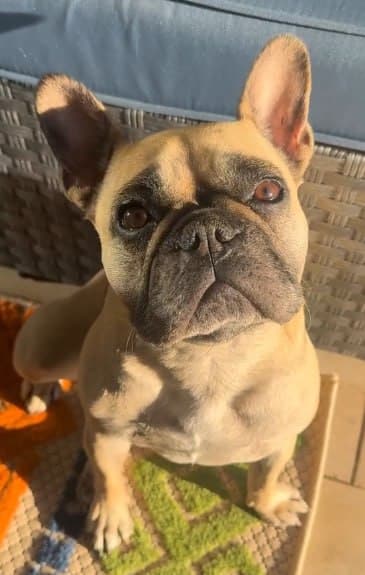 Coco looking up at the camera in bright sunshine