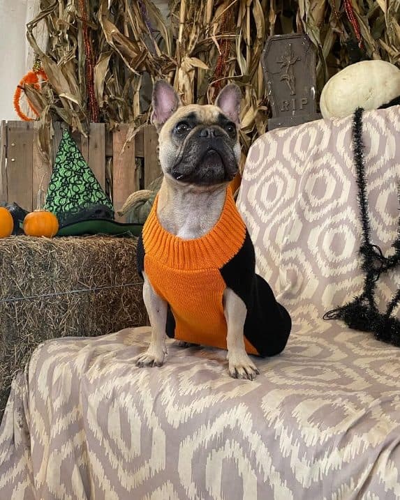 Coco in an orange and black knitted sweater, sitting among autumn decorations