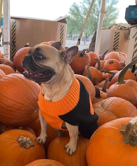 Coco in an orange sweater standing on a pile of pumpkins