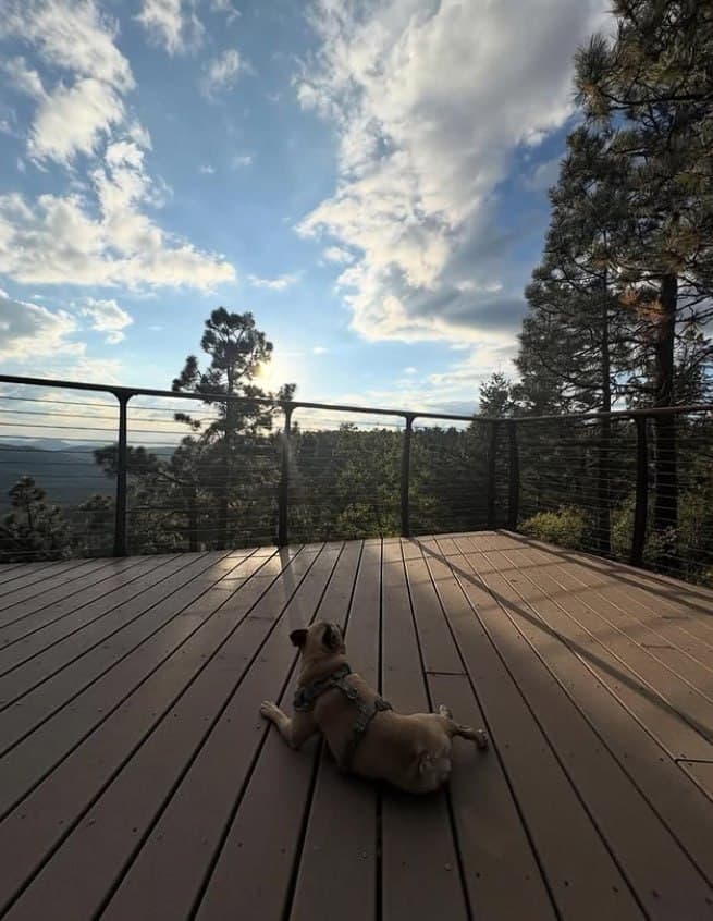 Coco lying on a wooden deck, looking out over a pine forest at sunset