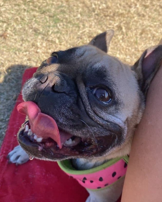 Coco close up with her tongue out, mid-lick